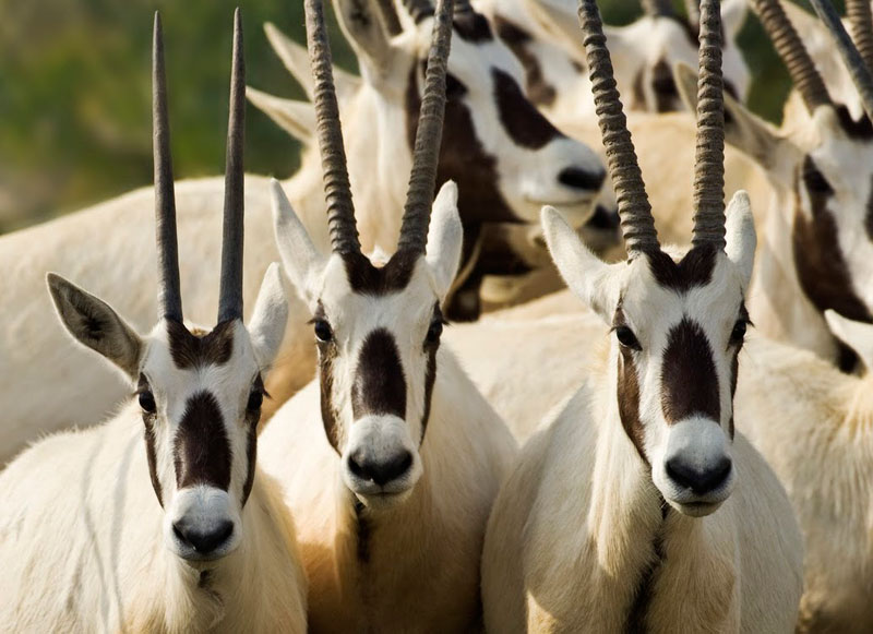 Oryx on Sir Bani Yas Island in the United Arad Emirates