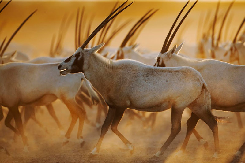 Oryx on the move