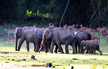 Elephants and spotted deer by the Kabini River