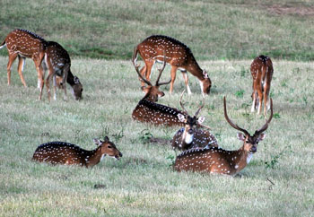 Spotted deer on the Kabini River