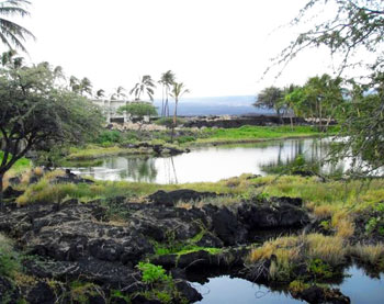 Exploring the native ecosystem and fishponds near the Waikoloa Resort