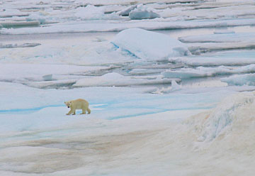I barely saw a bear treading through the ice-filled sea in the Svalbard Archipelago, Norway