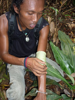 All of the tour guides have an extensive knowledge of the jungle and its uses.