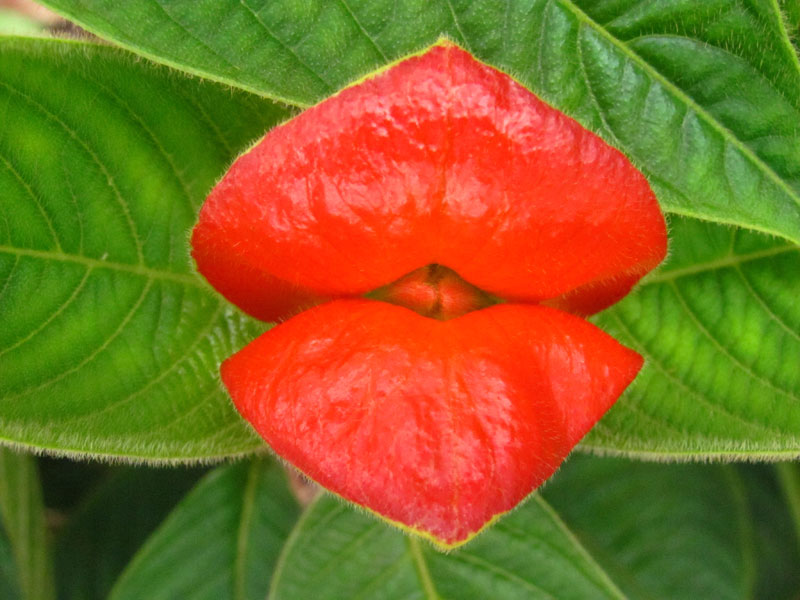 The hot lips plant at La Manigua Botanic Garden on the Pacific Coast of Colombia.