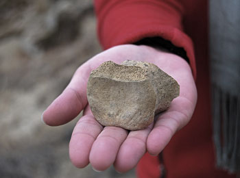 A real dinosaur bone found at the Hammond Ranch