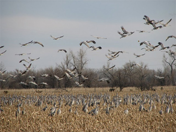 Cranes feeding in corn stubble.