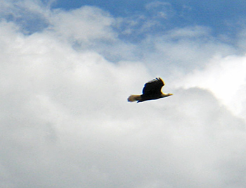 Eagle soaring over Basswood Lake 
