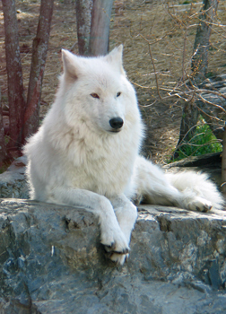 Shadow, a wolf at the International Wolf Center in Ely, Minnesota. Photos by Heidi Hunt.