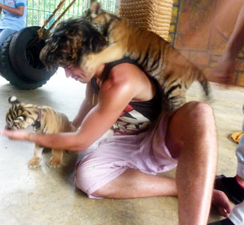 Do not be taken in by their small size and harmless appearance?! The tigers leapt on anyone crouching still besides them. Photo by Fred Thompson.