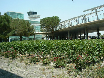 Even at the airport they grow grapes for wine. It's Bordeaux, for Gods sake!