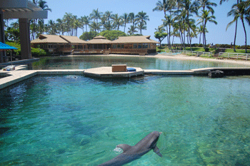 At the Dolphin Learning Center Lagoon you can meet bottle-nosed dolphins.