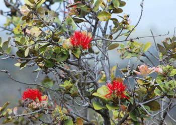 The story of the red Pua Lehua or Ohi’a Blossom is a tragic love story.