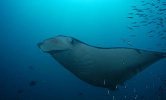 Manta ray in Mozambique. photo: Tropical Sky Scubadiving.