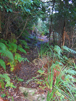 One of the many trails in Ku-ring-ga?i Chase National Park