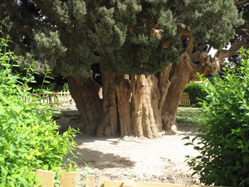 Abarkooh's Cypress Tree