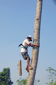 Collecting palm syrup at Borobudur