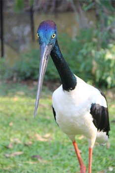 A Jabiru at Feather's Sanctuary.