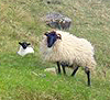 A ewe and a lamb in Ireland