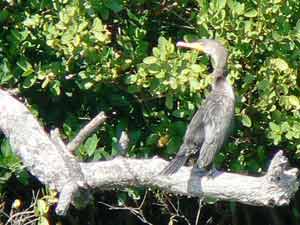 Birds abound on the Indian River, which is less than three feet deep. I saw this while I was kayaking.