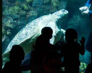 Kids admire Myrtle the Sea Turtle at the New England Aquarium.