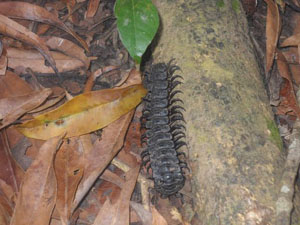 Amazon Centipede 