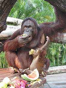 Breakfast at the Singapore Zoo. photo: Lauryn Axelrod.