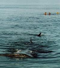  It is difficult to appreciate how huge these creature are until you are next to one. photos by Matt Scott.