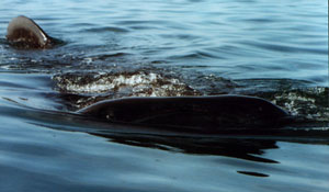 Whale sharks often swim with their huge mouths open; sucking in thousands of small plankton.