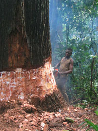 Logger working in the Congo basin fells a tree. photos by Witt Sparks.