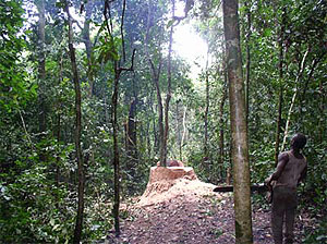 The missing tree leaves a sun-lit scar in the forest canopy.