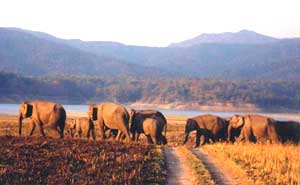 An elephant herd - photo courtesy of Crobett Park