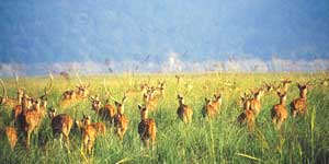 a chital herd - photo courtesy of Corbett Park