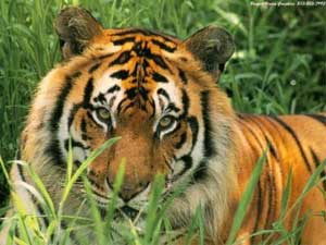 One of the tigers in Corbett Park - photo courtesy of Gautaman Bhaskaran