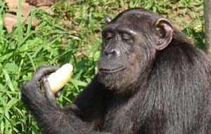 Mmmm, Banana! Lakedi NP, Gabon, is home to a troop of chimps rescued from previous lives as bar entertainment or pets. The troop lives on an island and enjoys the mangoes and bananas provided by the park staff. They’re not truly wild, but they don’t look too unhappy.