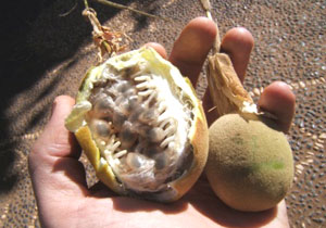 Snack at 13,000 feet (3,962 m) above sea level: the sacs surrounding the seeds of the granadilla fruit provide a blast of citrus on Amantani Island.