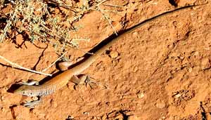 Whiptail lizard
