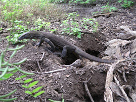 A baby Komodo Dragon exits the nest to explore the island.