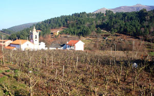 The vineyards of Lazarim