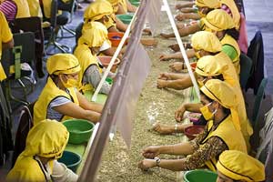 Sorting coffee beans at the SolCafe processing plant