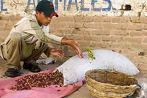 Sorting coffee beans in La Pita