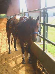 Reining horses are celebrated for their ability to maneuver quickly. 