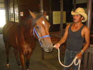 A ranch hand at Mandolynn Hill Horse Farm in North Texas brings an Arabian horse for a medical treatment. 