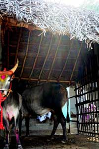 A bull waits in the holding pen.