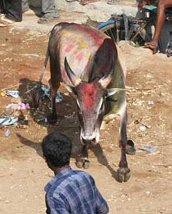 Man and bull stare at each other, eyes unblinking.