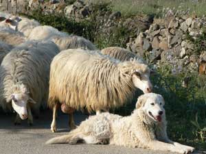 This dog was taking good care of its charges as we visited Phoenician ruins in the center of Sardinia.