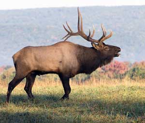 A bull elk bugling during the PA elk rut.