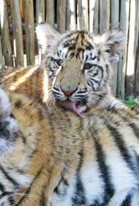 Cubs grooming