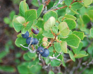 Fresh blueberries, just perfect for hungry hikers