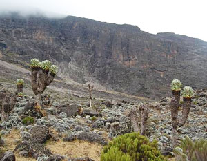 Senecio Kilimanjari trees