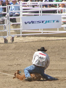 Roping event at the Stampede.